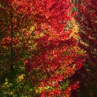 Texturas de Otoño