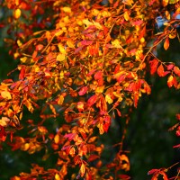 Texturas de Otoño