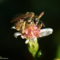 Avispa polinizando (macro)