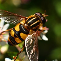 Abeja - bumble bee - polinizando (macro)