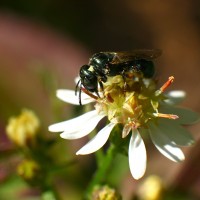 Avispa polinizando (macro)