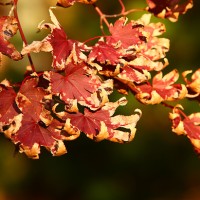 Texturas de Otoño