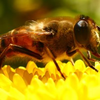 Abeja polinizando