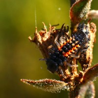 Metamorfosis de mariquita