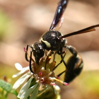 Avispa polinizando (macro)