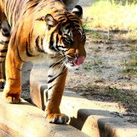 DC Smithsonian Zoo - Tiger (close up)