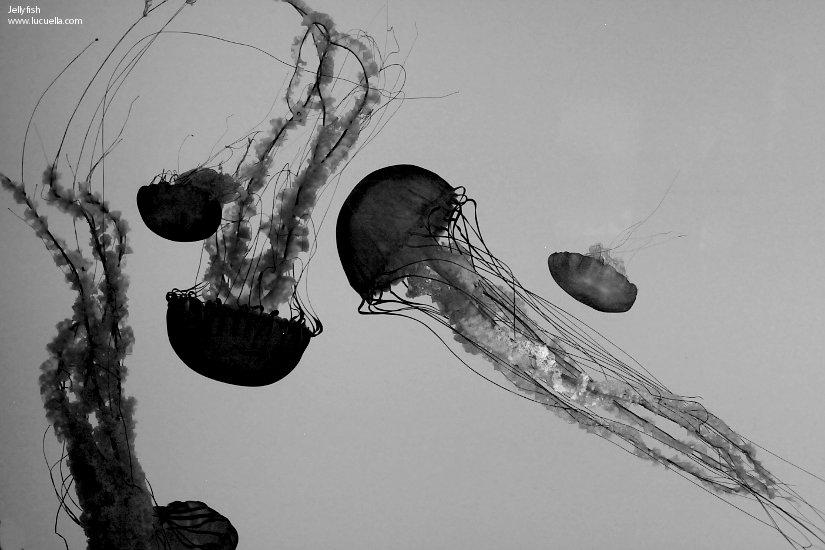 Medusas – Baltimore Aquarium
