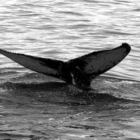 Whales at Virginia Beach