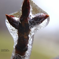 Frozen branches