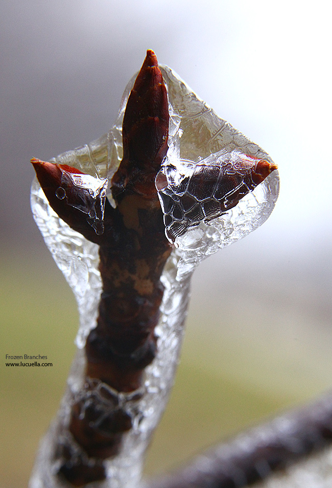 Frozen nature in this weird Polar Vortex